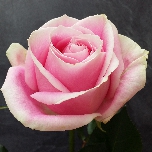 Rosita Vendela Roses Equateur Ethiflora